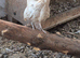 Serama pullets