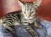 Female kitten