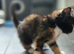 Mixed kittens with scotish mum