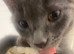 Lulu grey kitten