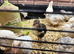 Black & white coturnix quail + hatching eggs available