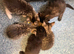 5 kittens for sale