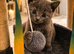 Biscuit – Gorgeous Blue-Grey British Shorthair Cross Kitten