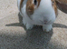 Male bunny