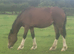 Welsh section D 2yo filly