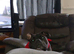 Cane corso x Staffie for rehoming