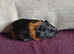 Baby boars