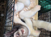 Ferrets
