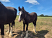 Shire Horse Colt Foal
