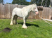 Blue and white ride and drive gelding