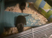 2 male gerbils and cage