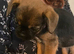 Fluffy french bulldogs and border terrier mixed