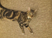 Acute one year old cat looking for a forever home