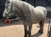 3yr old grey gelding
