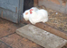 White peking pair