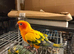 Stunning sun conure parrot for sale