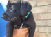 Beautiful Labrador x Lurcher puppies