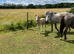 NF foals