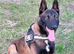 Two Male Belgian Malinois Experienced Working Home Required