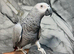 2 Year old Super Tame Talking African Grey Parrot