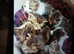 Beautiful kittens
