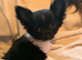 Longcoat chihuahua black