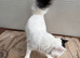 Fluffy white cat