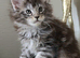 Beautiful Maine Coon princess
