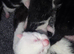 Mixed Litter Of Beautiful Kittens