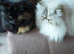 Beautiful Persian girl and long haired cat for sale