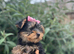 4 beautiful Yorkshire terrier puppy&rsquo;s ready now