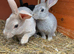 Smoky Pedigree Standard Rex Bunny