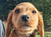 KC Registered working cocker spaniel puppies