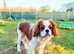 Cavalier King Charles Spaniel - Available for Stud
