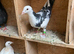 Black white Racer racing coloured Hen