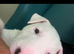 Chunky white bullie boy
