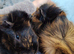 Guinea pig brothers