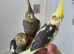 3 beautiful hand reared cockateils.