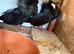 Breeding pairs of Jacobins