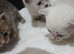 4 beautiful kittens