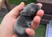 Mini lop rabbits