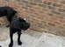 Top blood line cane corso puppies