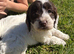 Cookapoo puppy&rsquo;s