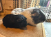 Paired Boars