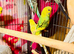 Young budgies