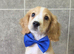 Superb cocker spaniel puppies