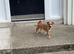 Dachshund x Pug 8 Months Old Baby Pixy