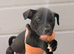 READY TO LEAVE STAFFY PUPS