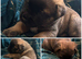 Akita x Mastiff puppies ready this Monday!!