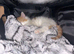 Ginger and white kitten